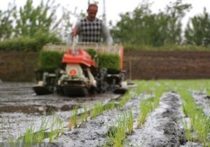 خوزستان بی‌آب، کشاورزان بی‌نان؛ شلتوک قربانی بحران آب شد