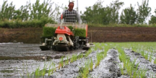 خوزستان بی‌آب، کشاورزان بی‌نان؛ شلتوک قربانی بحران آب شد